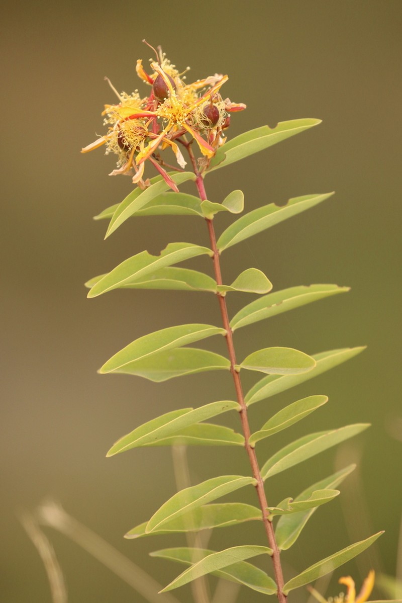 Hypericum quartinianum photo 2