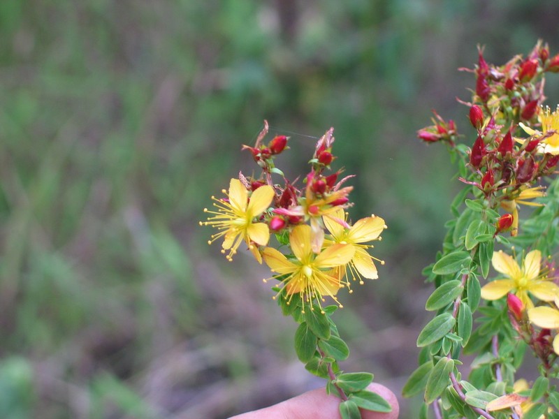Hypericum quartinianum photo 3
