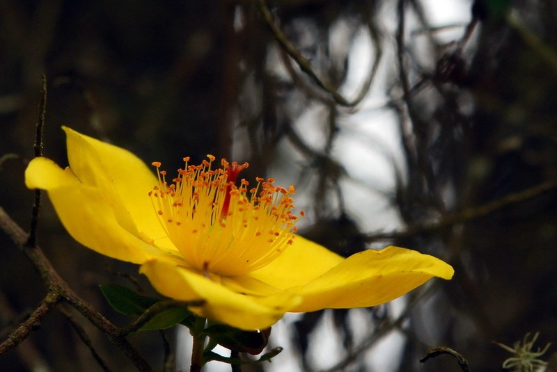 Hypericum quartinianum photo 4