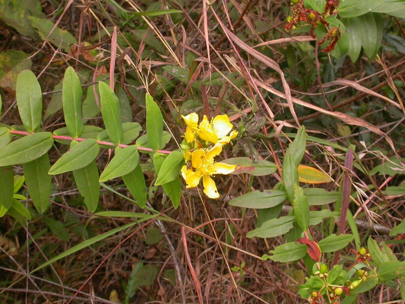 Hypericum quartinianum photo 5