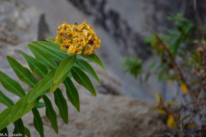 Hypericum quartinianum photo 6