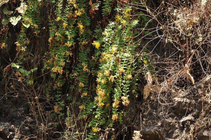 Hypericum quartinianum photo 7