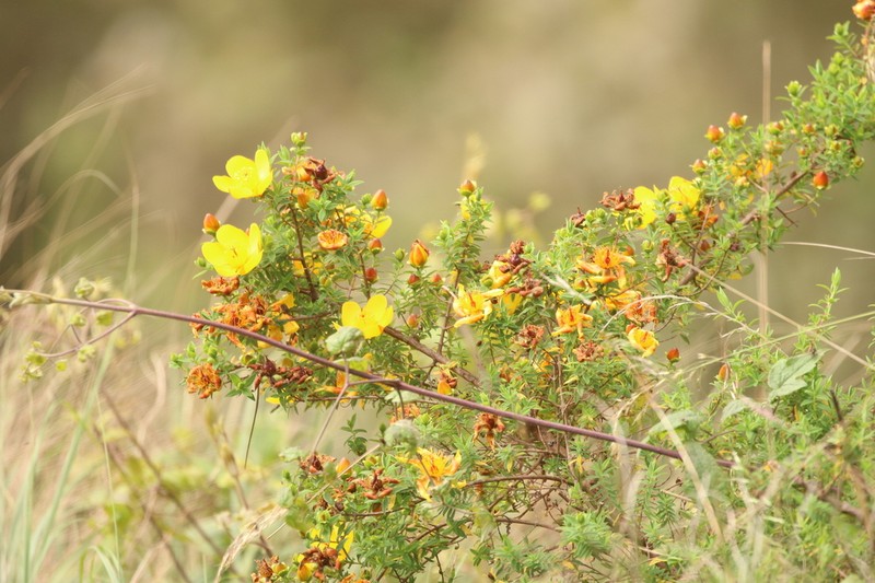 Hypericum quartinianum photo 8