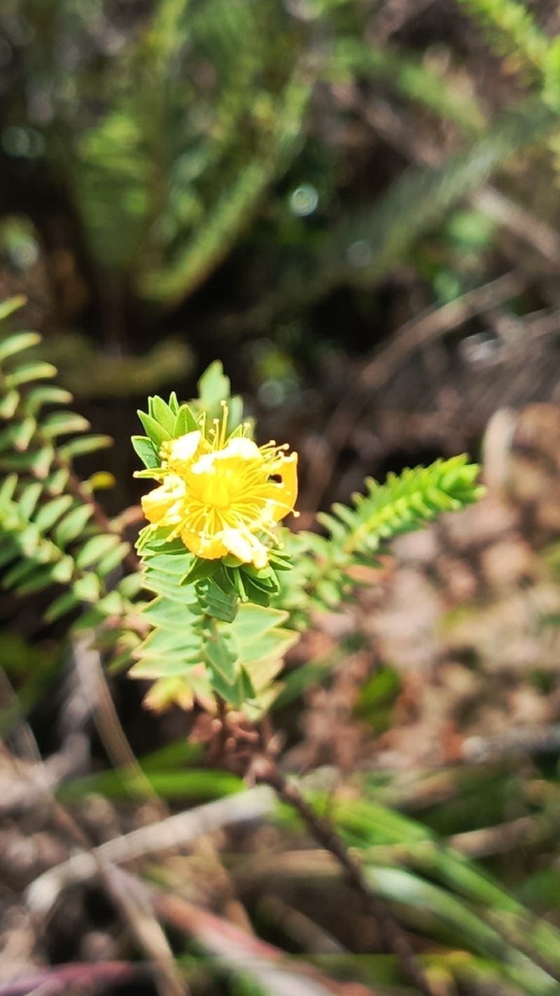 Hypericum quitense