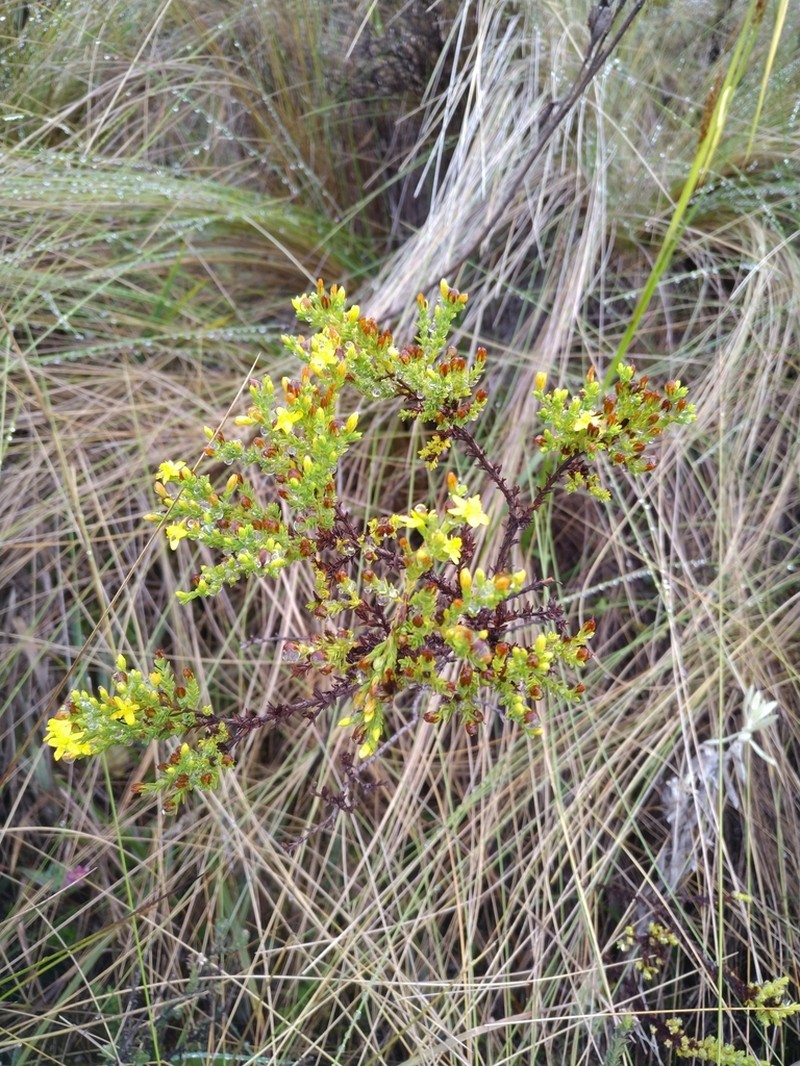 Hypericum quitense photo 2