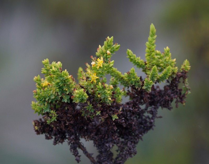 Hypericum quitense photo 3