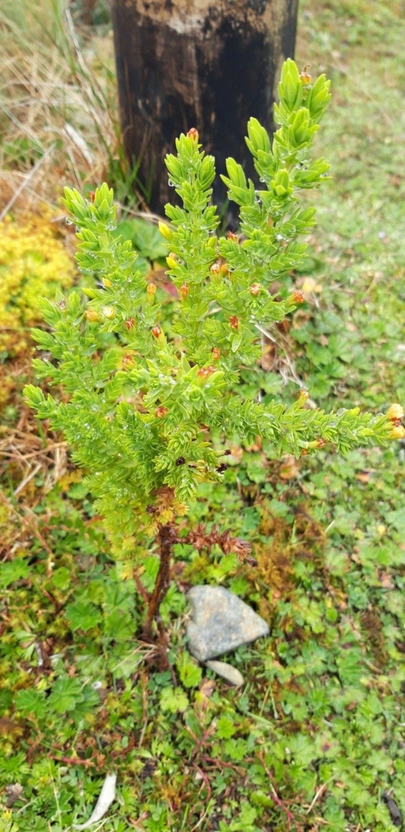 Hypericum quitense photo 4