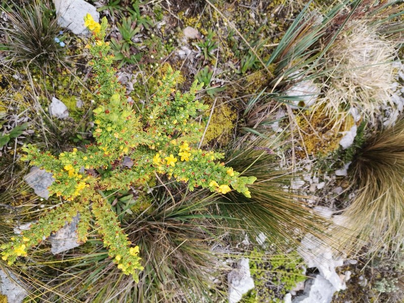 Hypericum quitense photo 5
