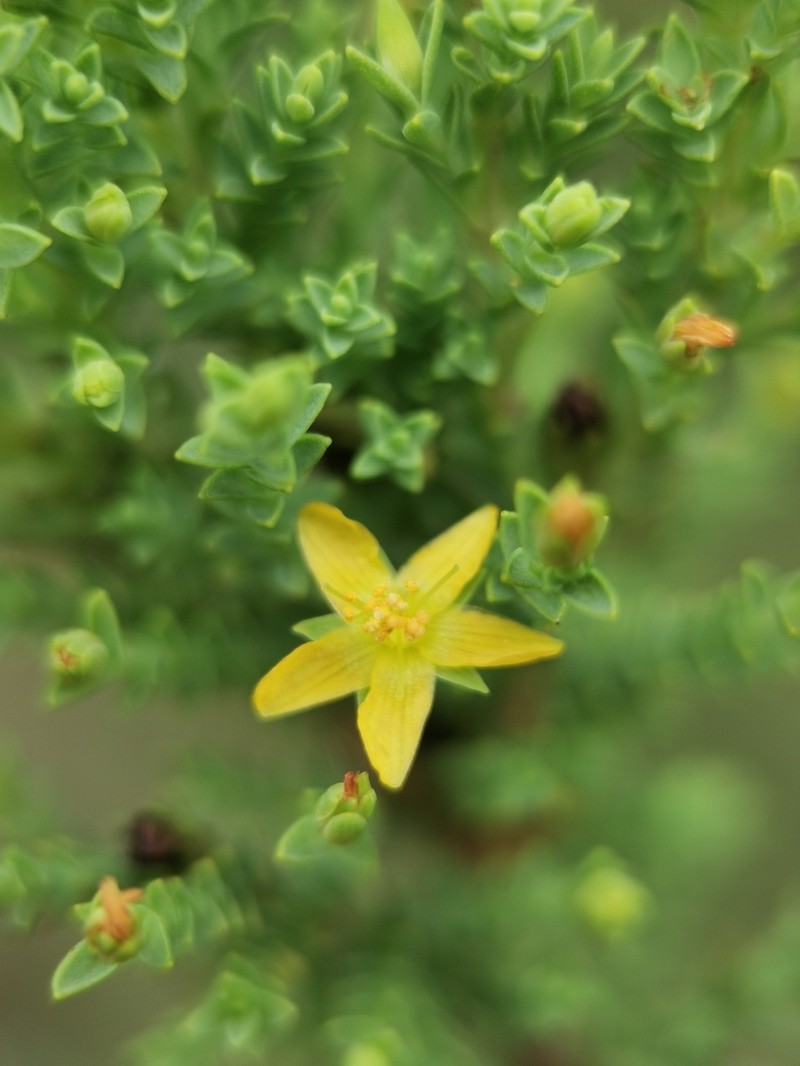 Hypericum quitense photo 6