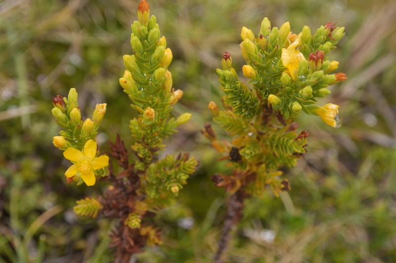 Hypericum quitense photo 7