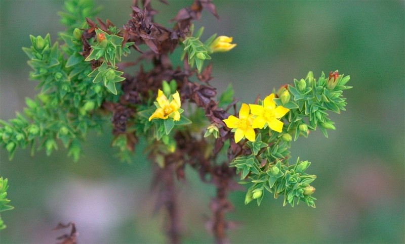 Hypericum quitense photo 8