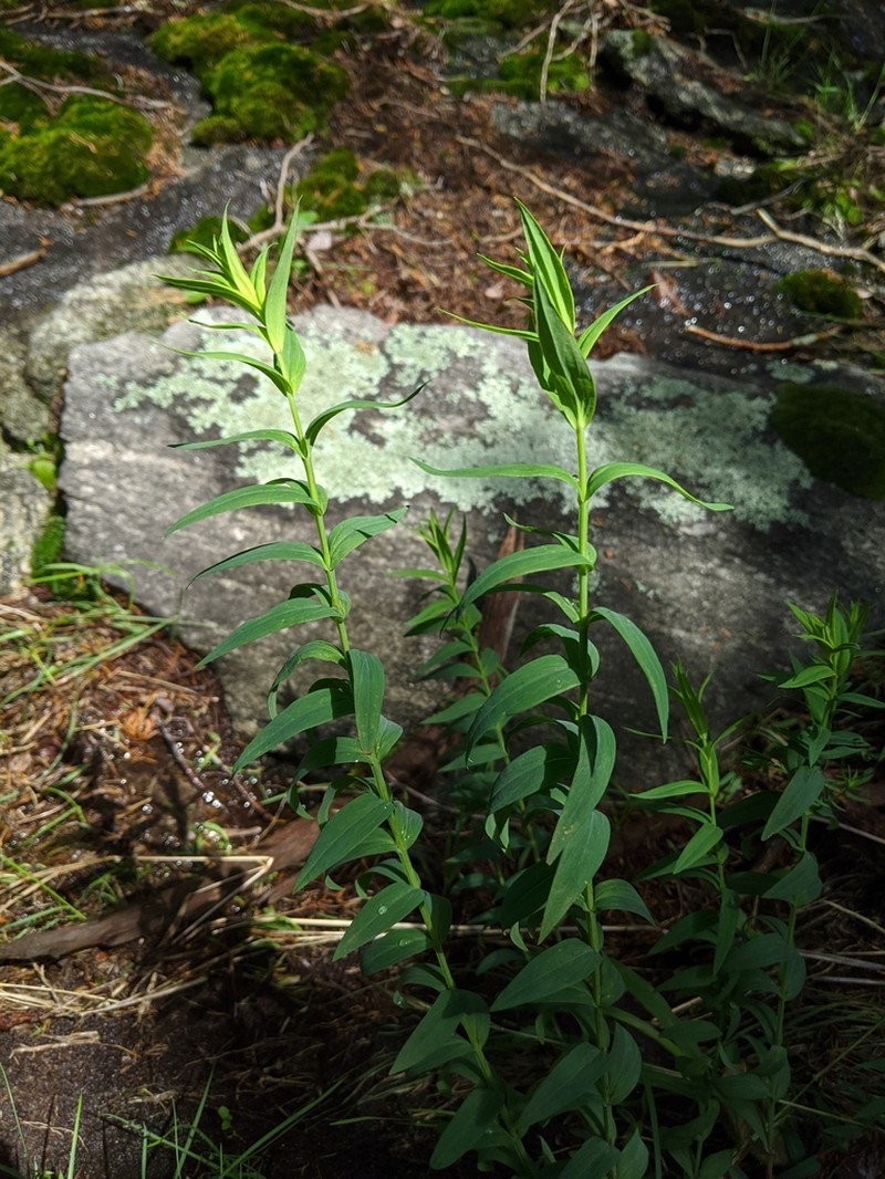 Brushy Mountain St. Johnswort