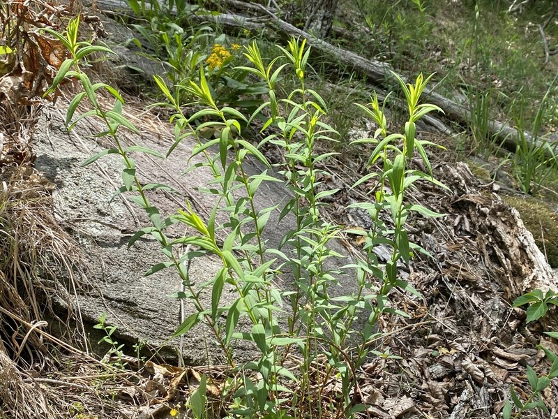 Brushy Mountain St. Johnswort photo 2