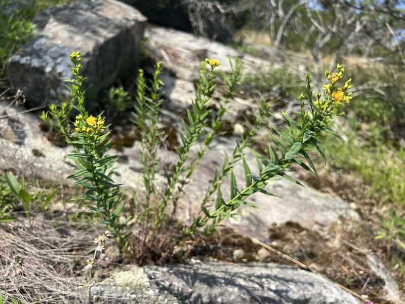 Brushy Mountain St. Johnswort photo 3