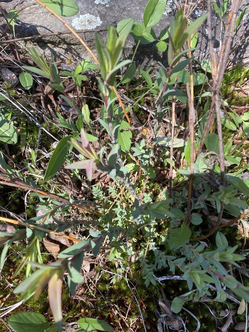 Brushy Mountain St. Johnswort photo 4