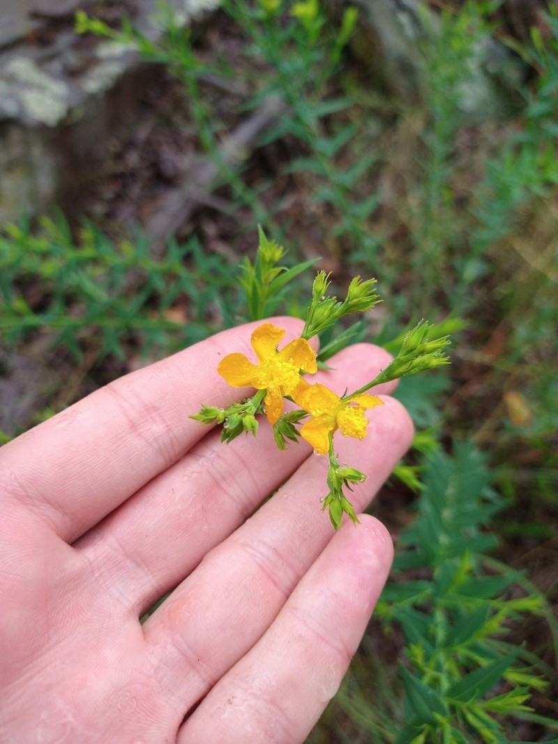 Brushy Mountain St. Johnswort photo 5