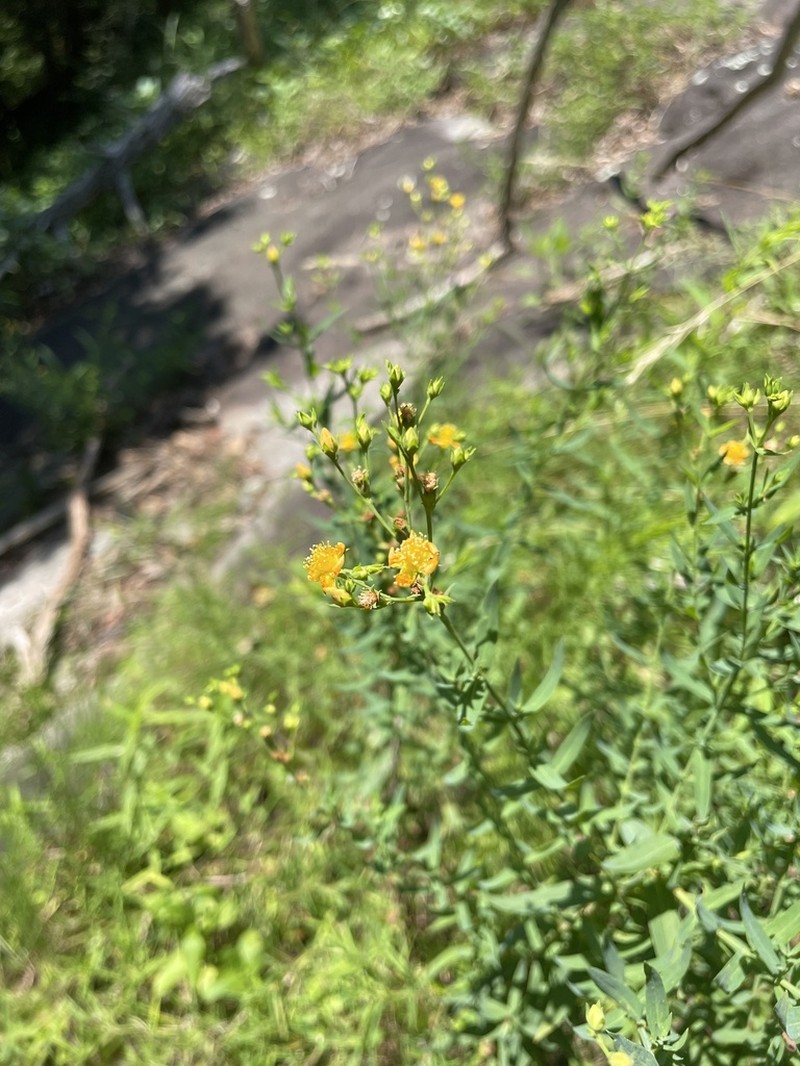 Brushy Mountain St. Johnswort photo 7