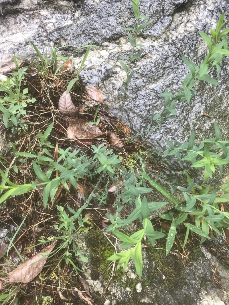 Brushy Mountain St. Johnswort photo 8