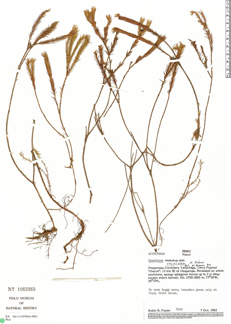 Hypericum recurvum