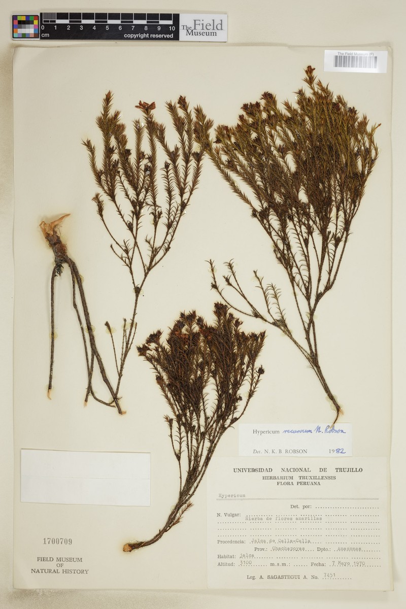 Hypericum recurvum photo 2