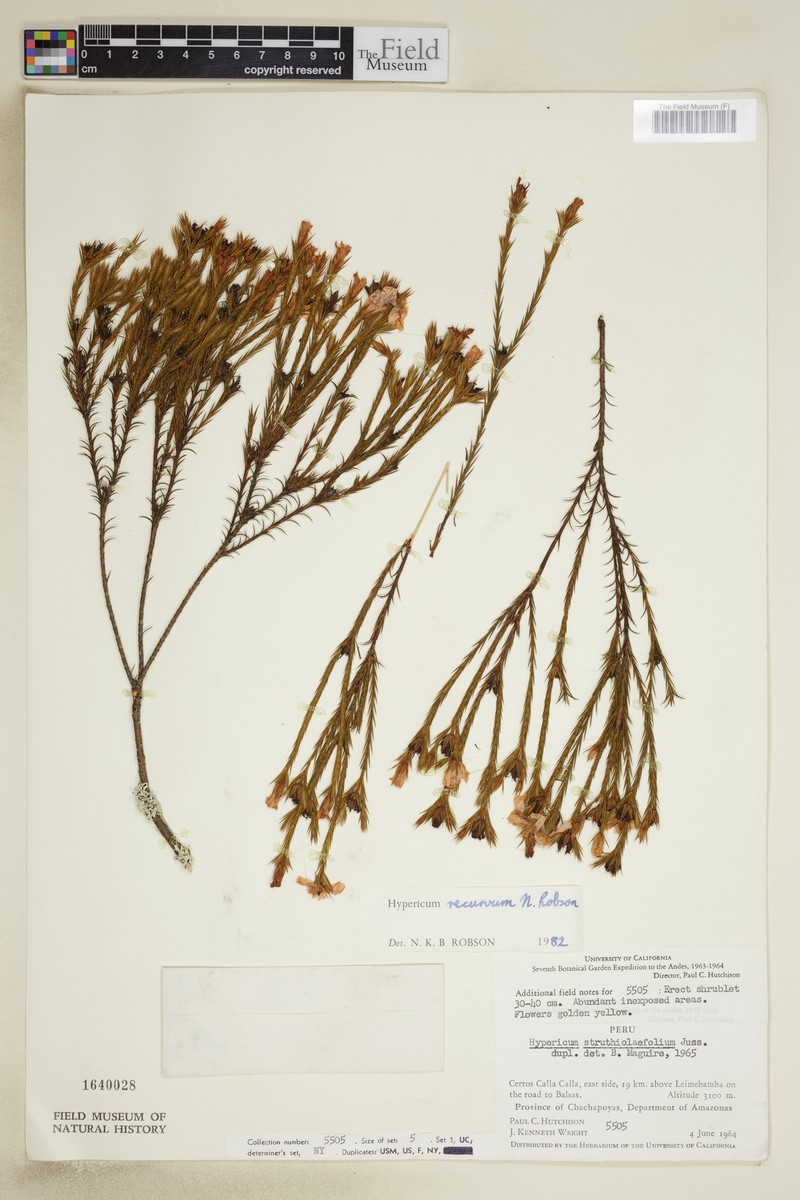 Hypericum recurvum photo 3