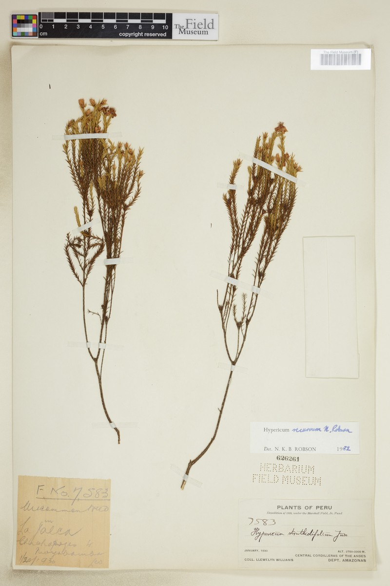 Hypericum recurvum photo 4