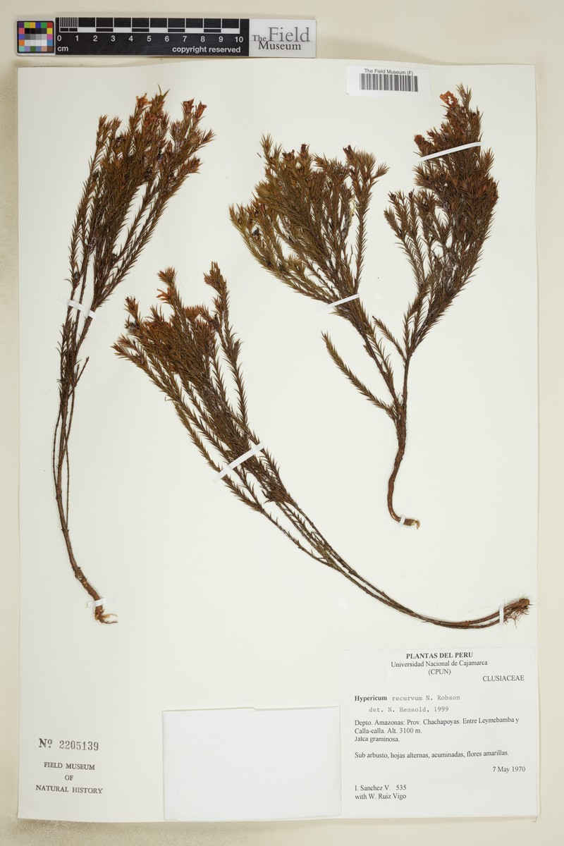 Hypericum recurvum photo 6