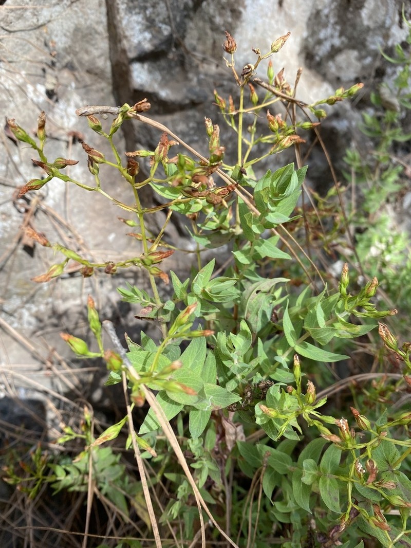 Hypericum reflexum photo 2