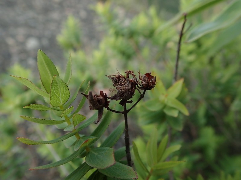 Hypericum reflexum photo 3