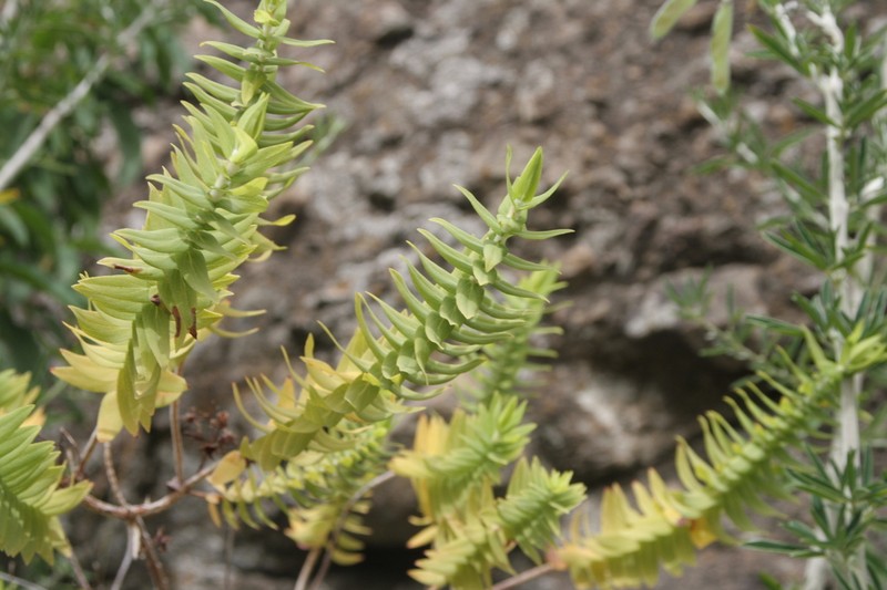 Hypericum reflexum photo 4