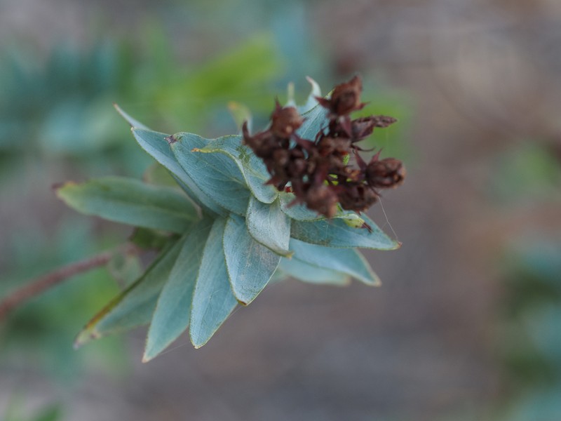 Hypericum reflexum photo 5