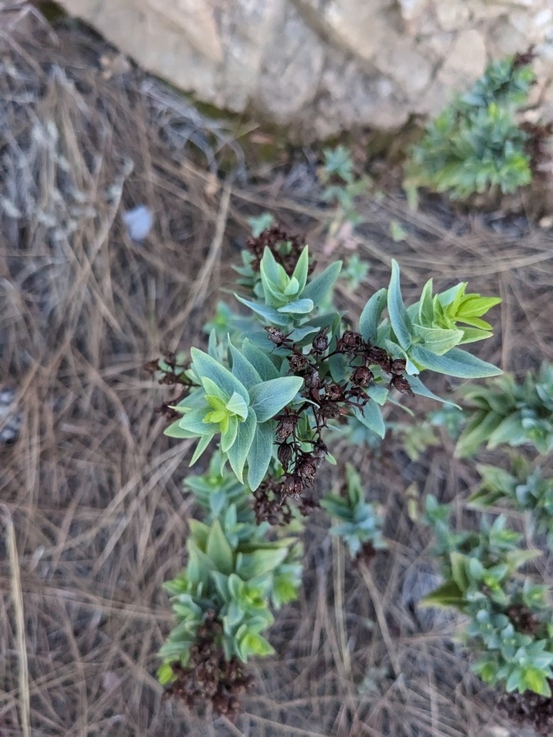 Hypericum reflexum photo 6
