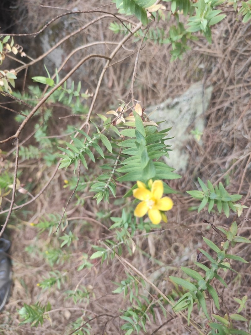 Hypericum reflexum photo 7