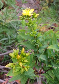 Hypericum reflexum