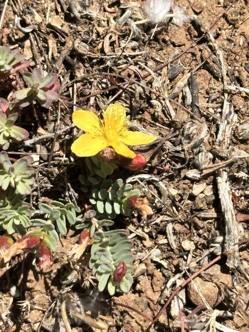 Hypericum repens photo 2