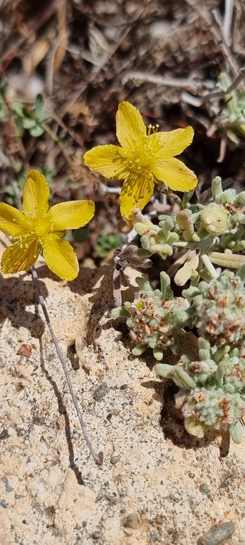 Hypericum repens photo 3