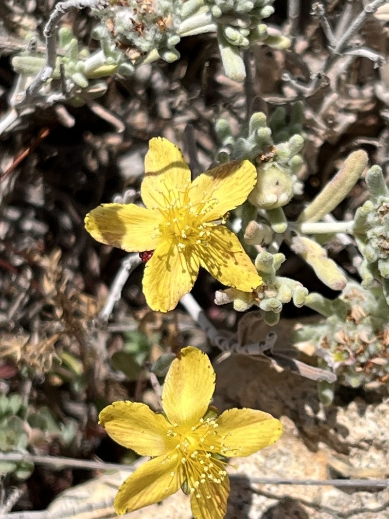 Hypericum repens photo 4