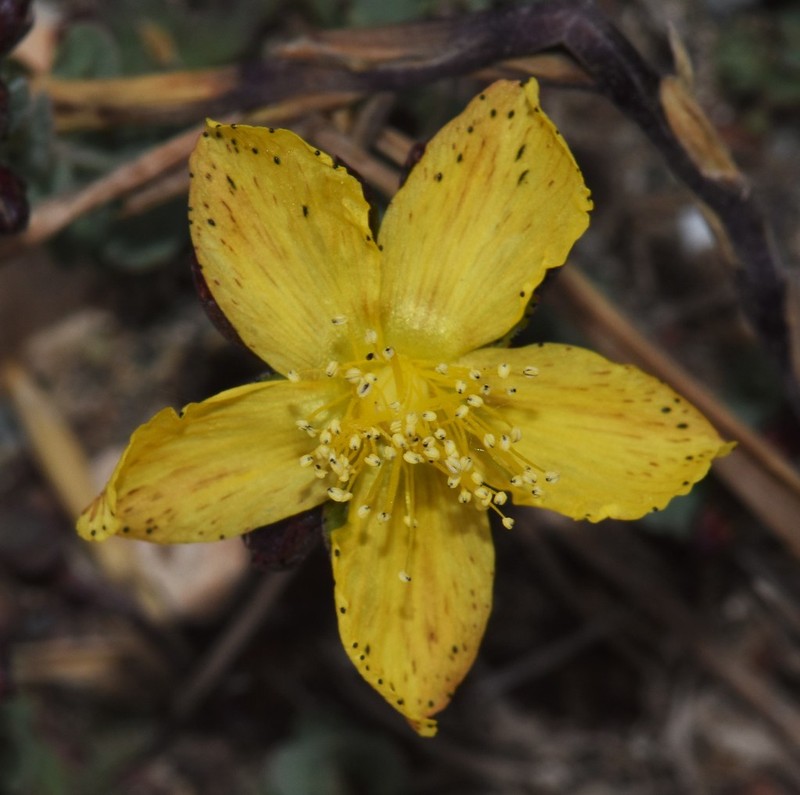 Hypericum repens photo 6
