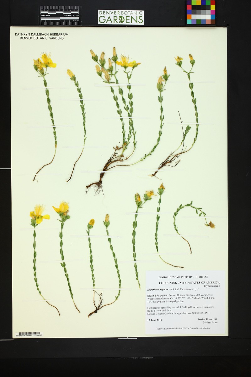 Hypericum reptans photo 2