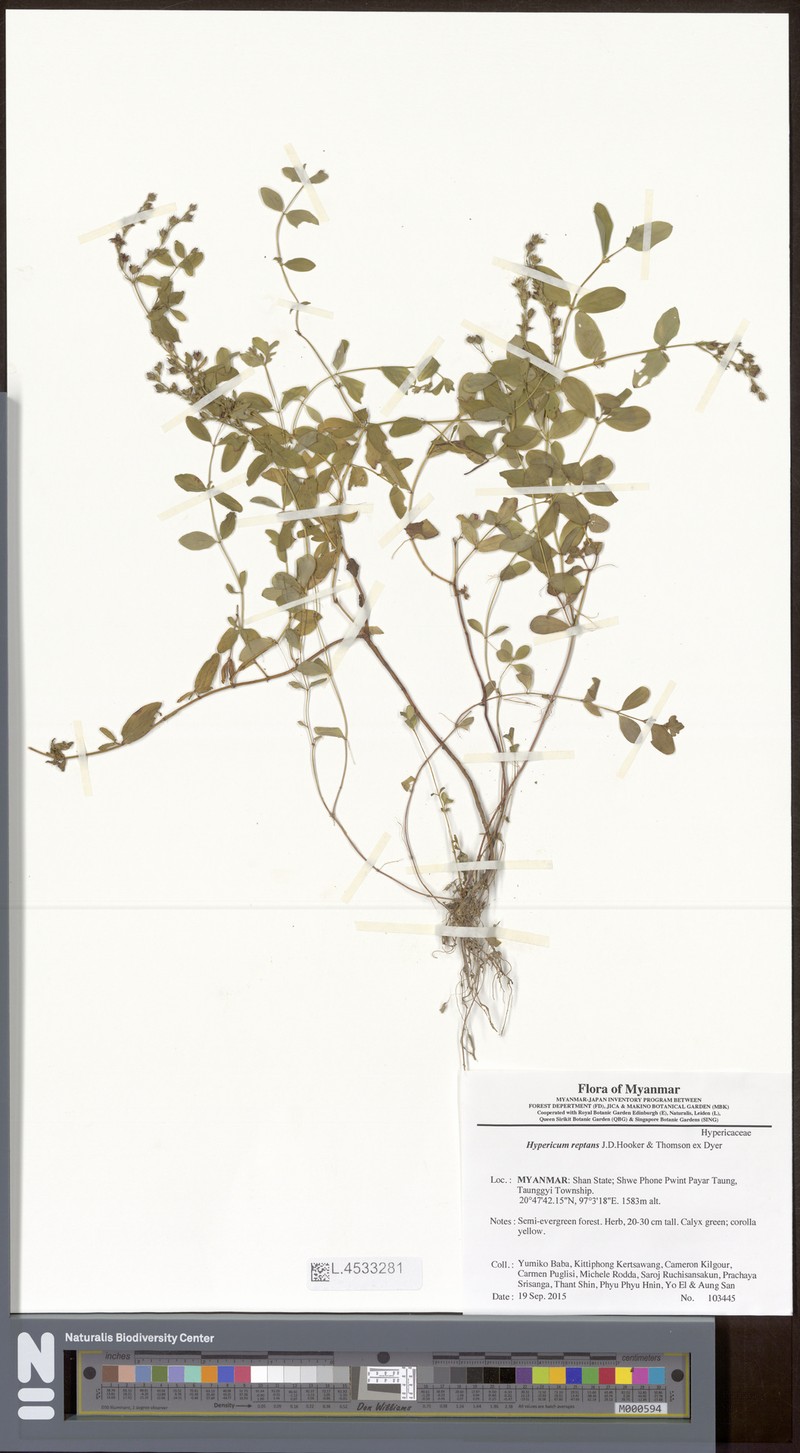 Hypericum reptans photo 3