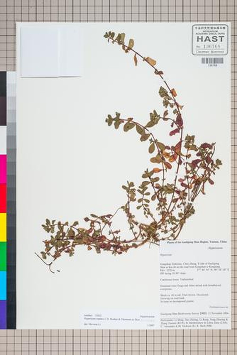 Hypericum reptans photo 4