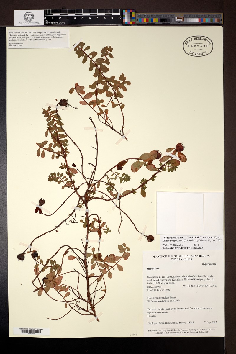 Hypericum reptans photo 5