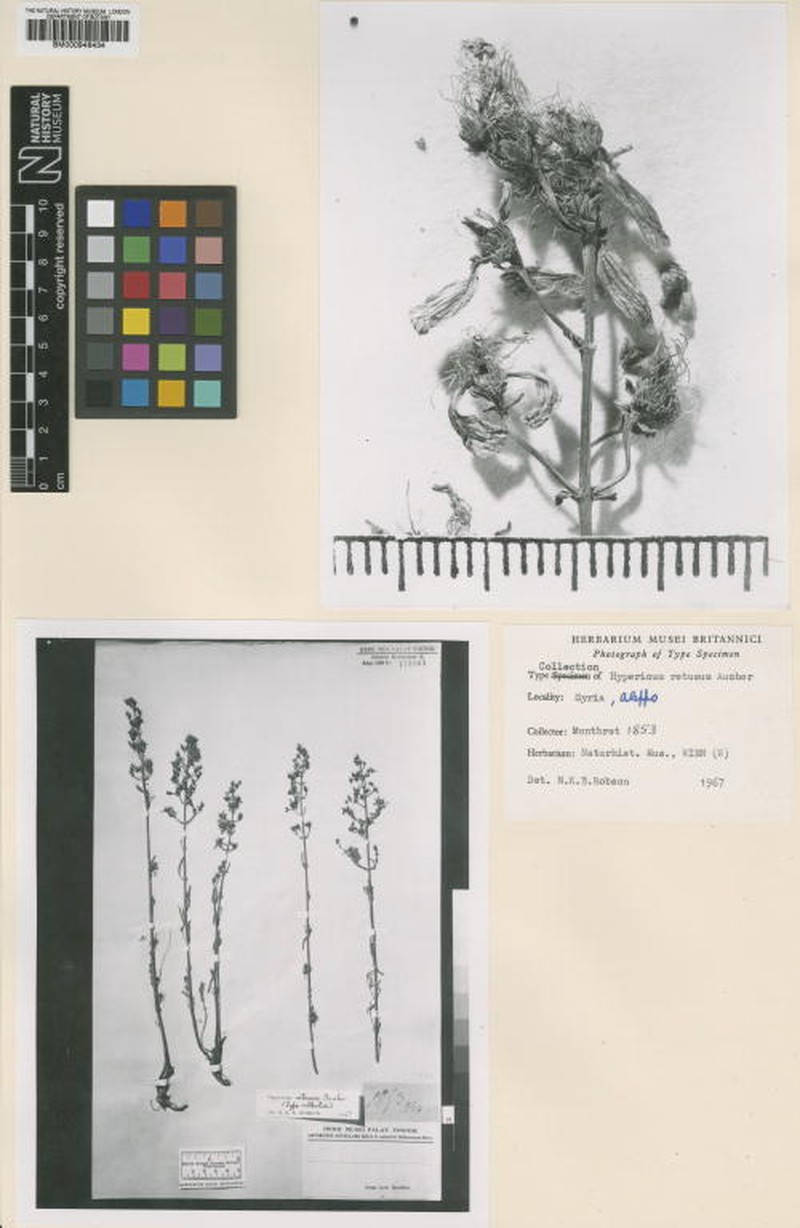 Hypericum retusum