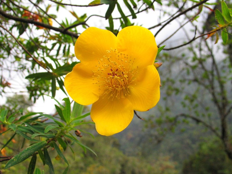 Hypericum revolutum photo 2