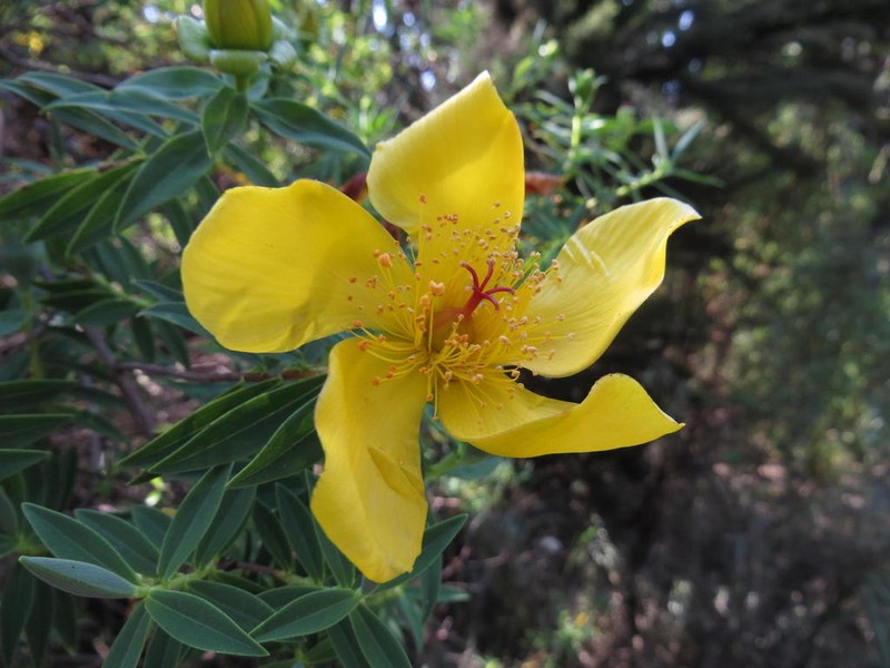 Hypericum revolutum photo 3