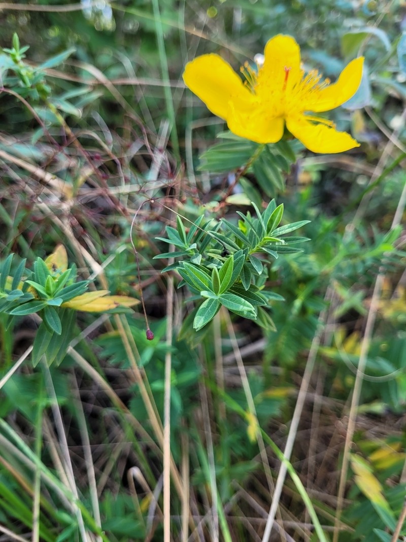 Hypericum revolutum photo 4