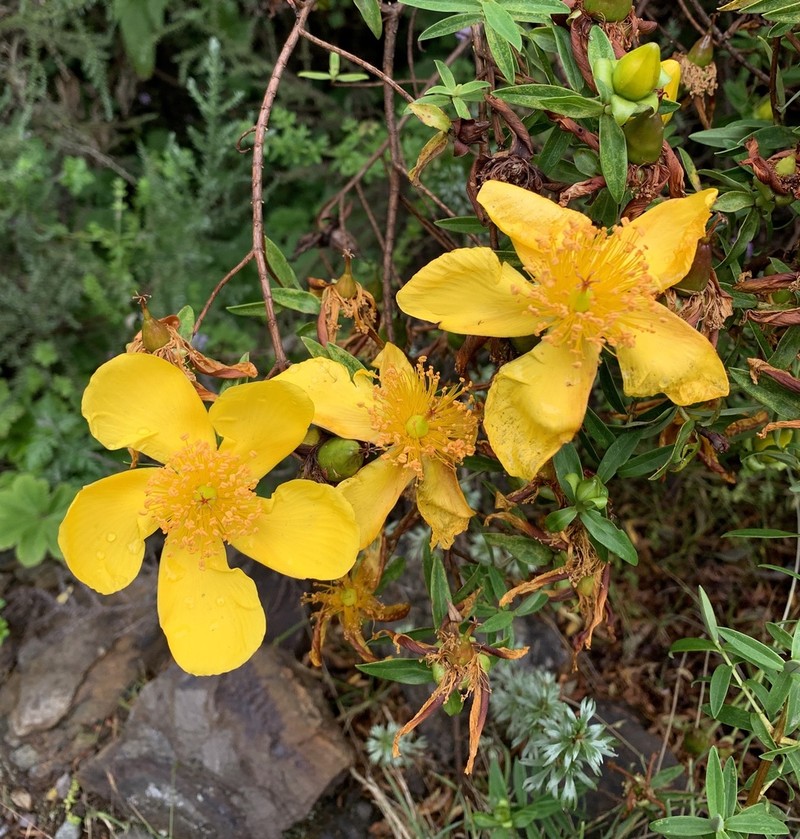 Hypericum revolutum photo 5