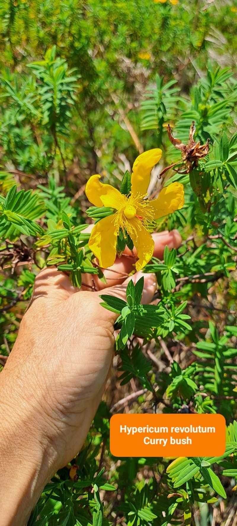 Hypericum revolutum photo 6