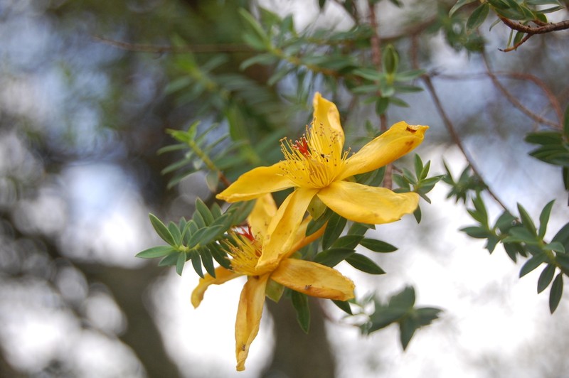 Hypericum revolutum photo 7