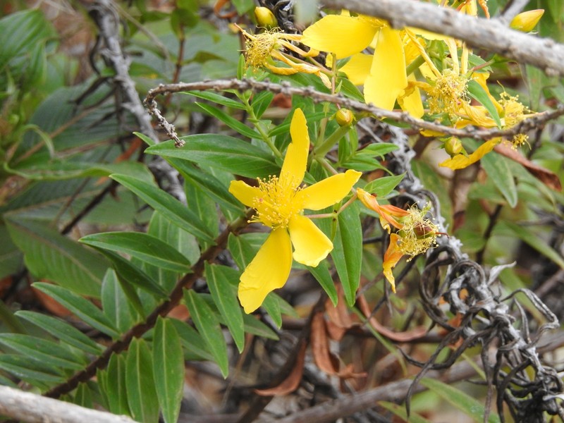 Hypericum revolutum subsp. keniense